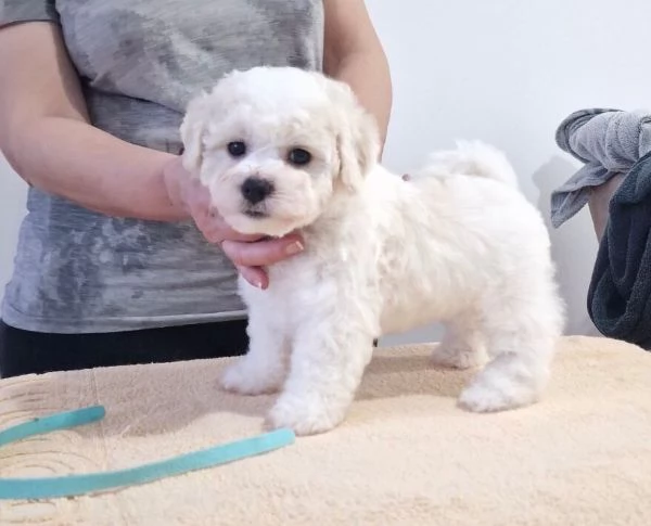 Bichon Frise cuccioli in vendita | Foto 5