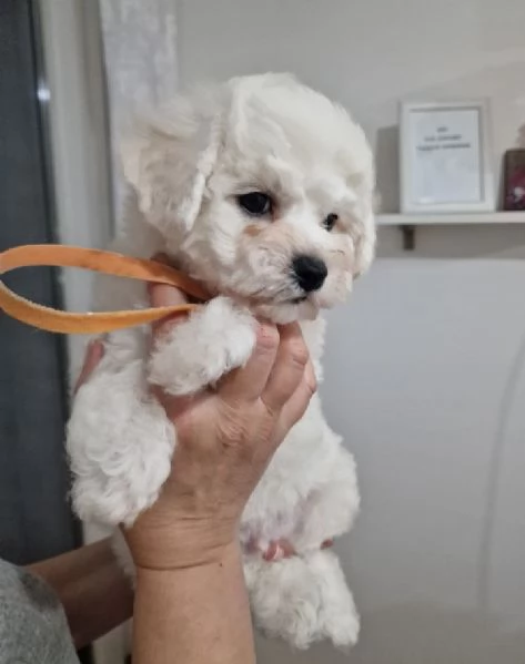 Bichon Frise cuccioli in vendita | Foto 4