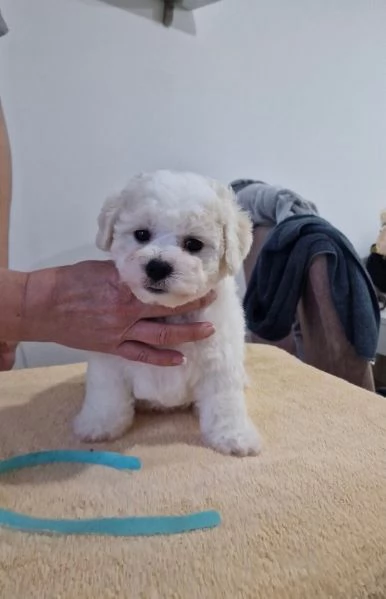 Bichon Frise cuccioli in vendita | Foto 3