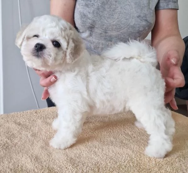 Bichon Frise cuccioli in vendita | Foto 2