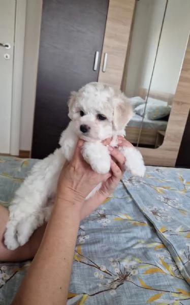 Bichon Frise cuccioli in vendita | Foto 1