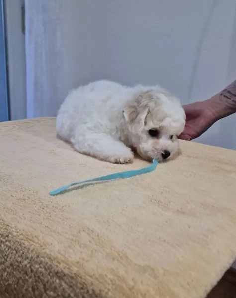 Bichon Frise cuccioli in vendita | Foto 0