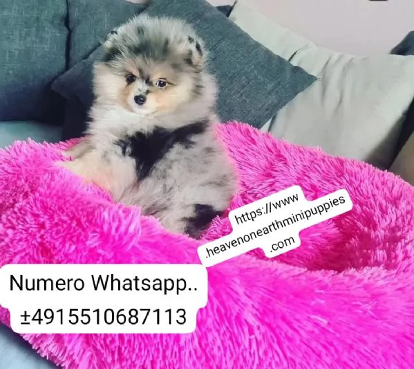 Regalo, adorabili cuccioli di Pomerania 