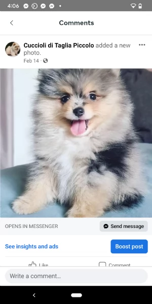 Regalo, adorabili cuccioli di Pomerania  | Foto 0