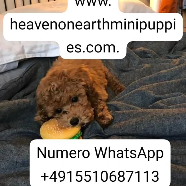 Regalo barboncino disponibile taglia piccola