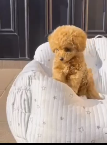 Regalo barboncino disponibile taglia piccola | Foto 0