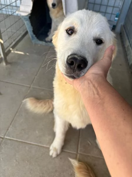 Zeus - incrocio golden retriever/pastore abruzzese