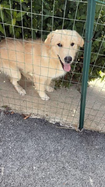 Thor - incrocio golden retriever/pastore abruzzese