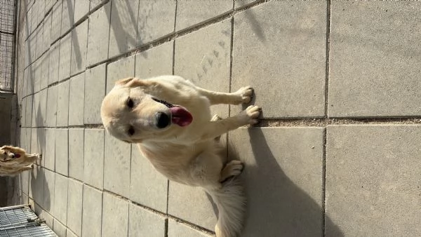 Kira - incrocio golden retriever/pastore abruzzese