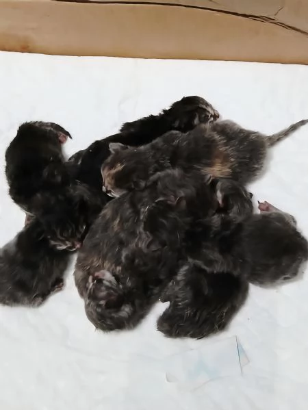 Gattini Siberiani ipoallergenici