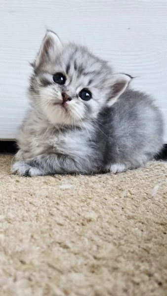Gattini Siberiani ipoallergenici | Foto 3