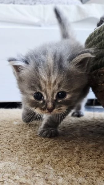 Gattini Siberiani ipoallergenici | Foto 2
