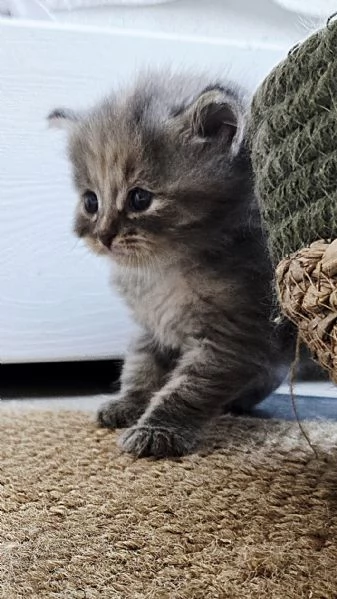 Gattini Siberiani ipoallergenici | Foto 1