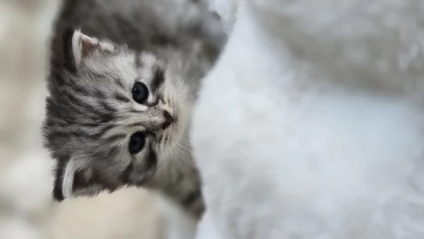 Gattini Siberiani ipoallergenici | Foto 0