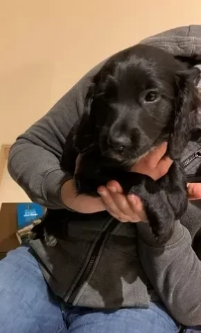 Cuccioli di cocker spaniel marrone e neri