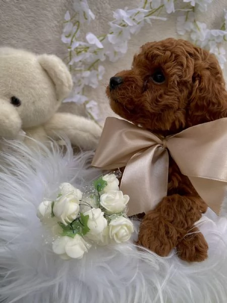 Barboncino Toy Rosso cuccioli | Foto 4