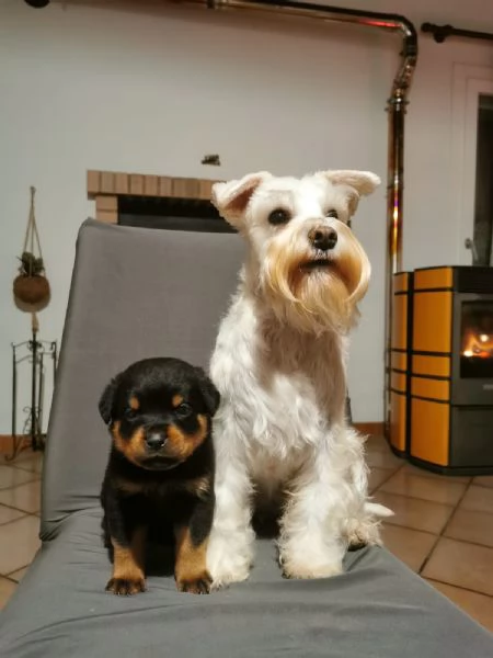 Cuccioli di rottweiler con pedigree  | Foto 3