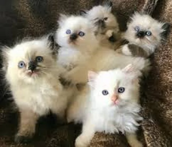 Gattini Ragdoll allevati in casa