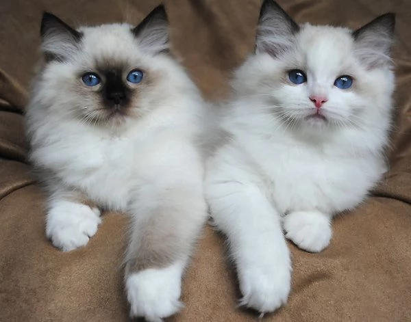 Gattini Ragdoll