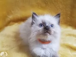 Gattini Ragdoll allevati in casa.