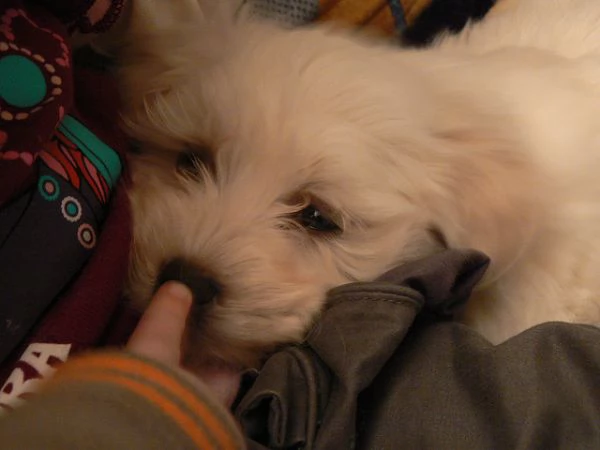 1 femmina maltese [hidden]