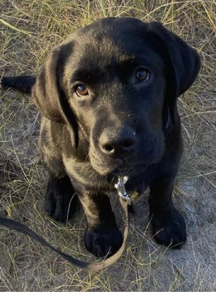 adorabili cuccioli Alano femminucce e maschietti disponibili  i cuccioli sono vaccinati sverminati c