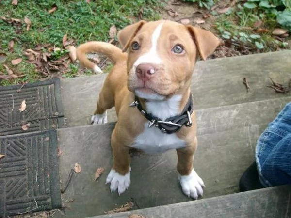 Bellissimi cuccioli di pitbull