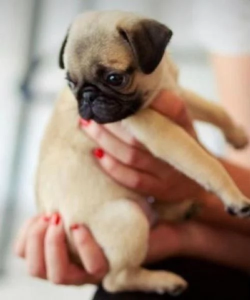 Regalo Cuccioli di Carlino  Abbiamo disponibili cuccioli di Carlino maschi e femmine. I cuccioli  so