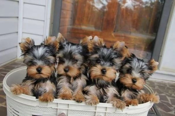 Bellissimi Yorkies pronti per l'adozione
