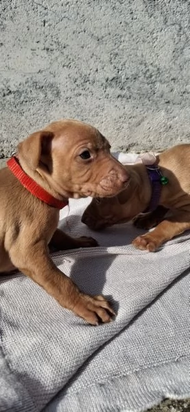 CUCCIOLI DI CIRNECO DELL'ETNA 