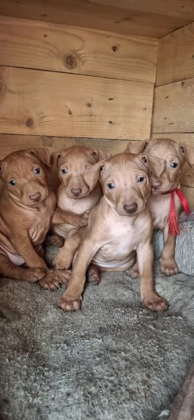 CUCCIOLI DI CIRNECO DELL'ETNA  | Foto 0