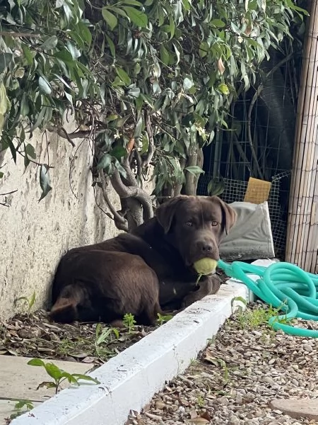 Labrador | Foto 2