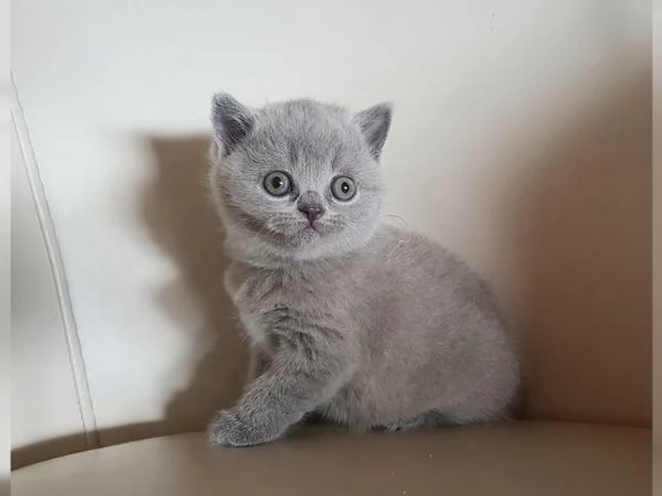 Gattino British Shorthair in adozione