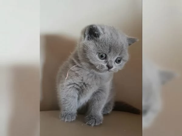Gattino British Shorthair in adozione | Foto 1