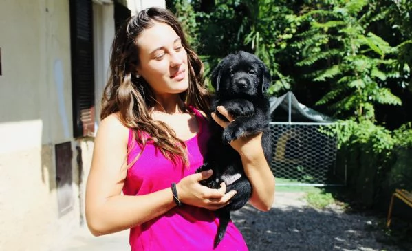 CUCCIOLI LABRADOR RETRIEVER CON PEDIGREE