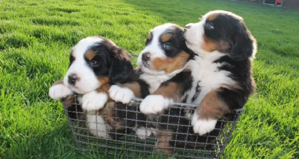 Cuccioli di bovaro del bernese