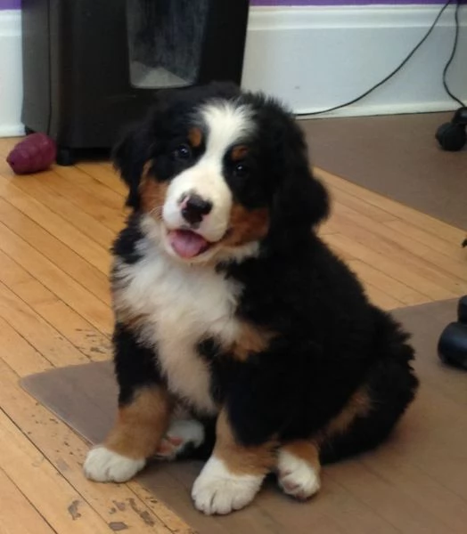 Cuccioli di bovaro del bernese | Foto 0