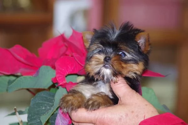 Affascinanti e adorabili cuccioli di Yorkie