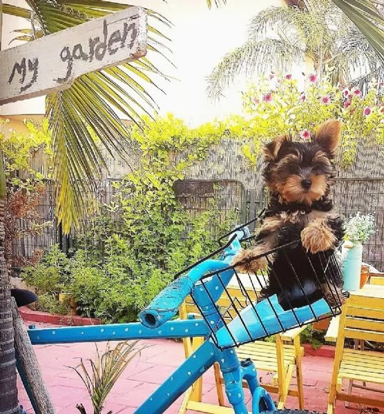 Affascinanti e adorabili cuccioli di Yorkie | Foto 0