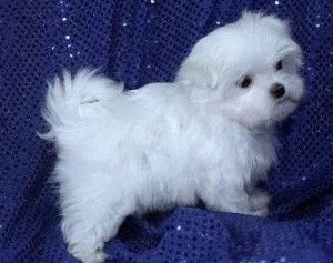 Cuccioli maltesi intelligenti **Adozione GRATUITA**