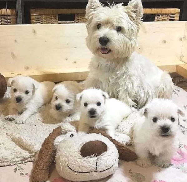 una bella famiglia ha allevato cuccioli di westie per l'adozione | Foto 0