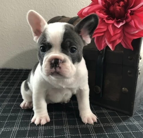 cuccioli di bulldog francese