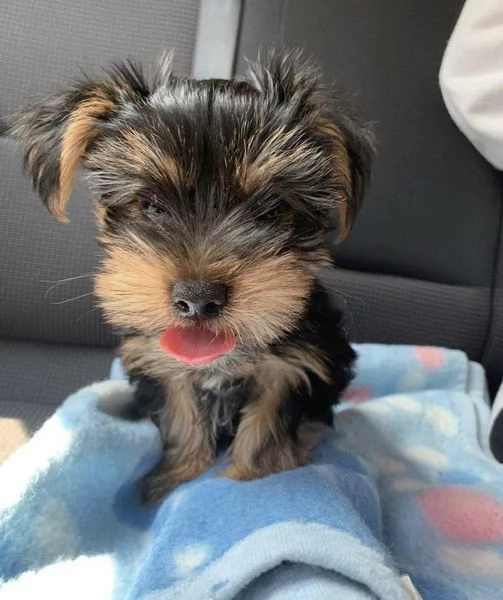 Cuccioli di Yorkie maschi e femmine