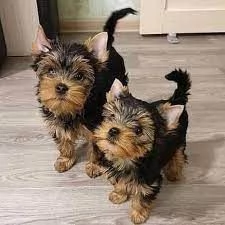 Cuccioli di Yorkie maschi e femmine | Foto 0