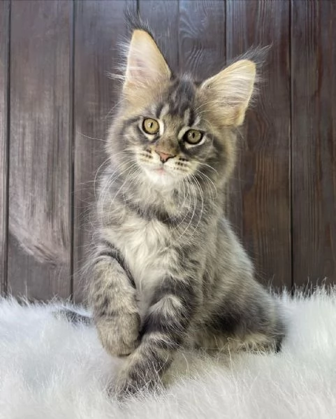 Gatti Maine Coon in adozione
