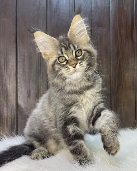 Gatti Maine Coon in adozione | Foto 3
