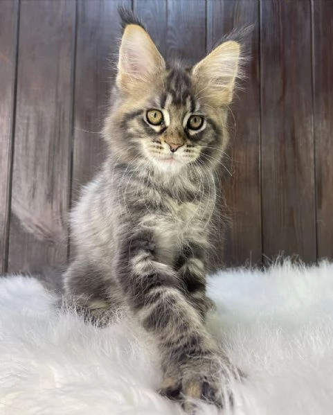 Gatti Maine Coon in adozione | Foto 2