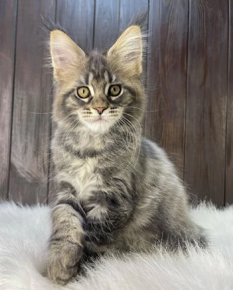 Gatti Maine Coon in adozione | Foto 1