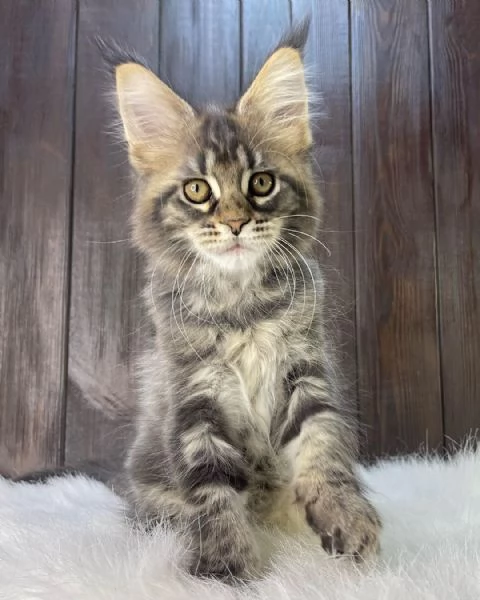 Gatti del Mainecoon in adozione | Foto 5