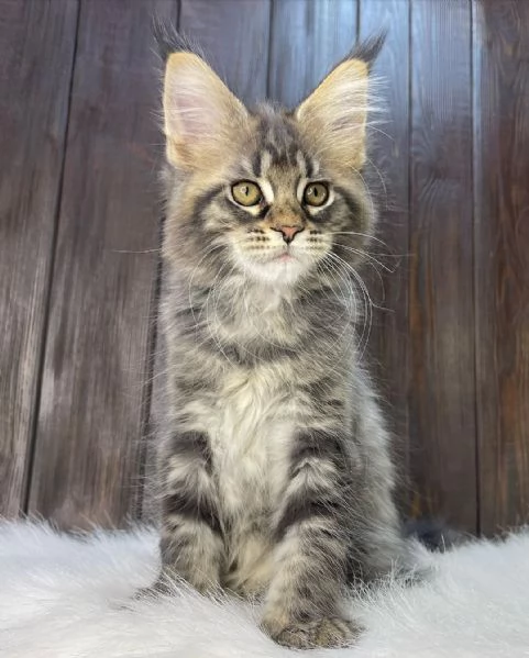 Gatti del Mainecoon in adozione | Foto 1